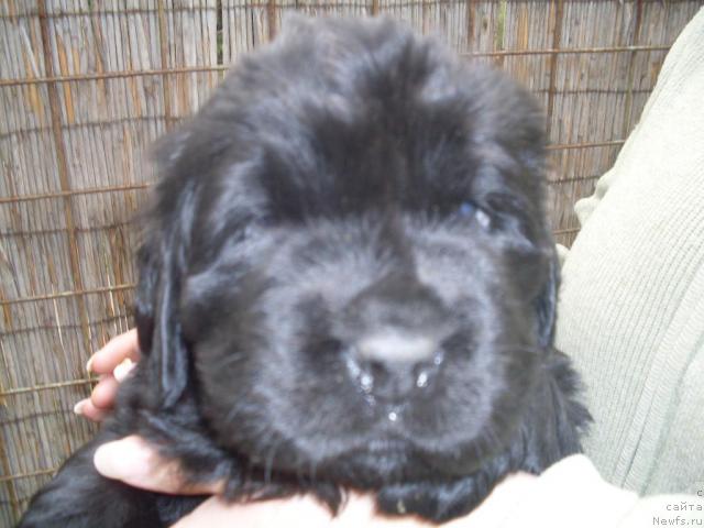 Фото: ньюфаундленд Mississippi-Missouri Careen