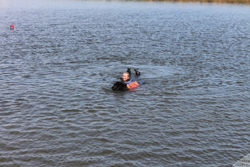 Фото: ньюфаундленд Toptyzhka Geroy Nashego Vremeni (Топтыжка Герой Нашего Времени)