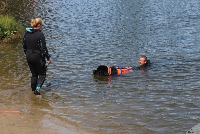 Фото: ньюфаундленд Toptyzhka Geroy Nashego Vremeni (Топтыжка Герой Нашего Времени)