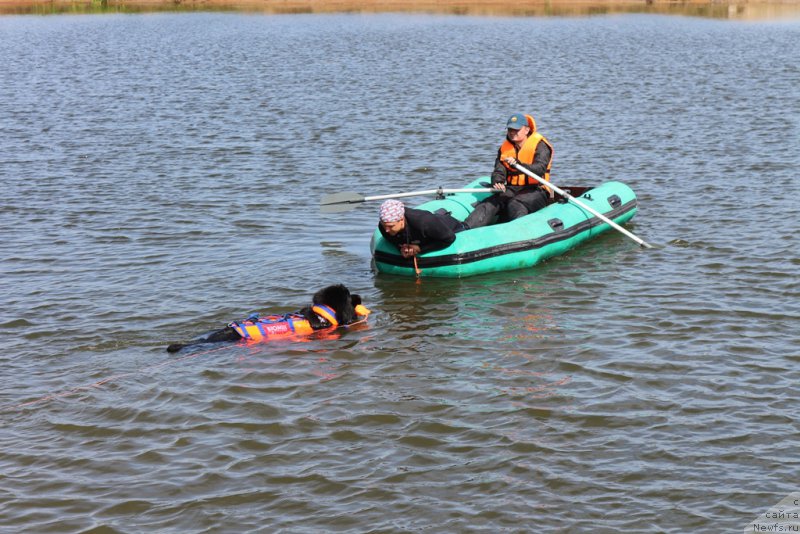Фото: ньюфаундленд Toptyzhka Geroy Nashego Vremeni (Топтыжка Герой Нашего Времени)