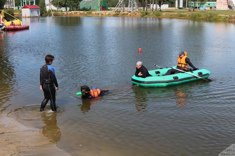 Фото: ньюфаундленд Angel Khranitel Gruffidd (Ангел Хранитель Граффидд), Elena Bogdanova (Елена Богданова)