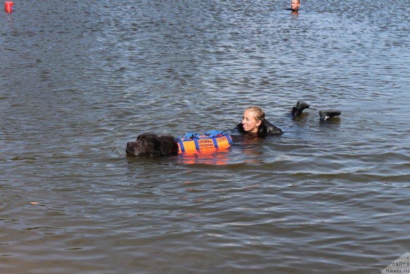 Фото: ньюфаундленд Angel Khranitel Gruffidd (Ангел Хранитель Граффидд)