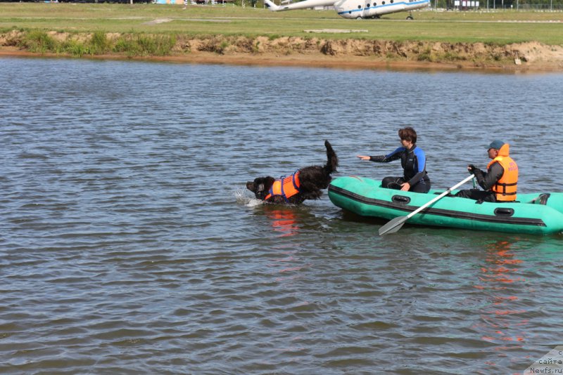 Фото: Elena Bogdanova (Елена Богданова), ньюфаундленд Angel Khranitel Gruffidd (Ангел Хранитель Граффидд)
