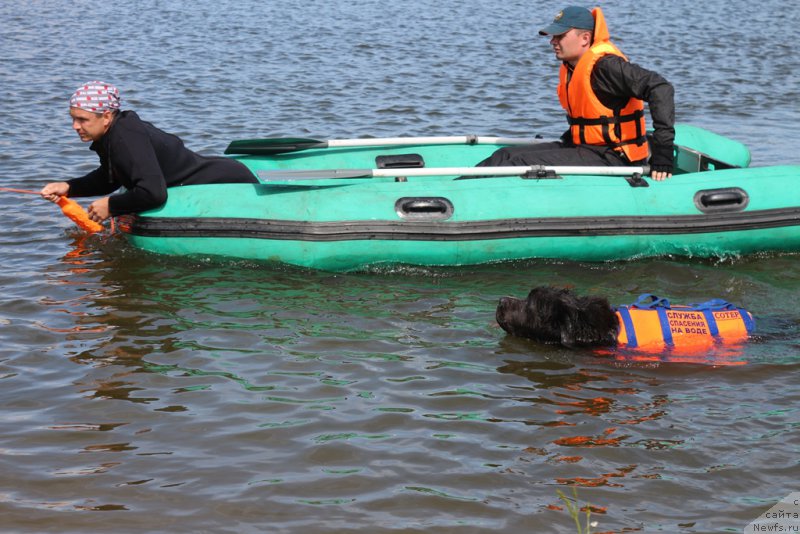 Фото: ньюфаундленд Angel Khranitel Gruffidd (Ангел Хранитель Граффидд)
