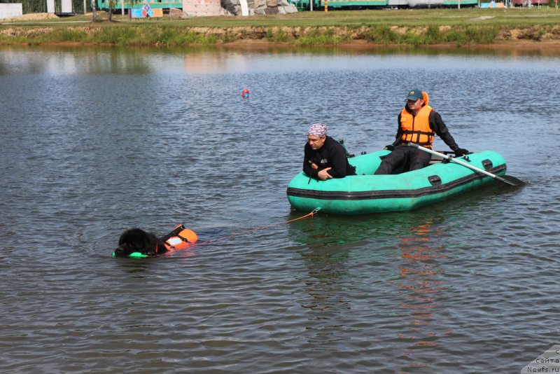 Фото: ньюфаундленд Ermak s Berega Dona (Ермак с Берега Дона)