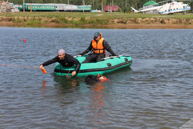 Фото: ньюфаундленд Ermak s Berega Dona (Ермак с Берега Дона)