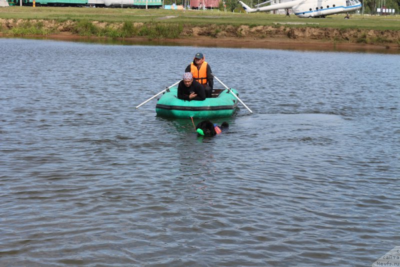 Фото: ньюфаундленд Belkonder-Club Ugli-Boogli (Белкондер-Клаб Угли-Бугли)