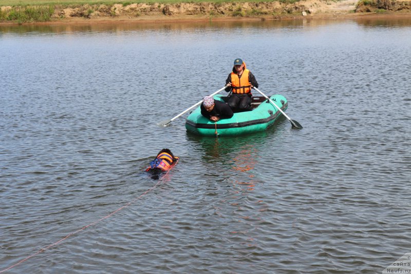 Фото: ньюфаундленд Belkonder-Club Ugli-Boogli (Белкондер-Клаб Угли-Бугли)