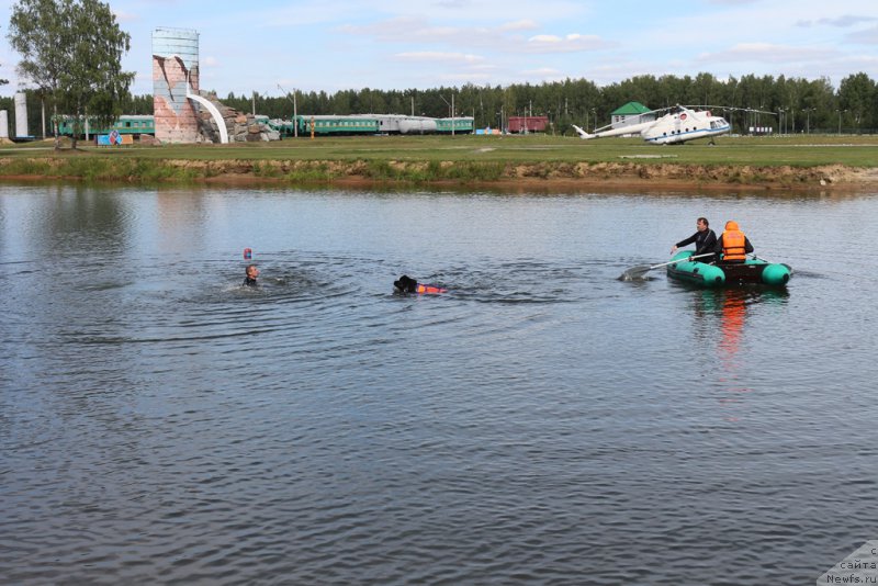 Фото: ньюфаундленд Sent Djons Larel Leolanda (Сент Джонс Ларель Леоланда)