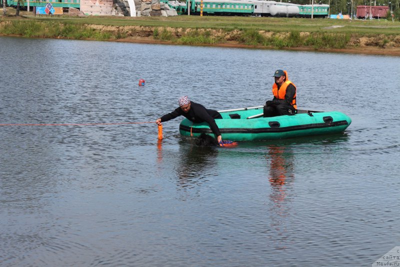 Фото: ньюфаундленд Sent Djons Larel Leolanda (Сент Джонс Ларель Леоланда)