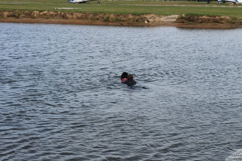 Фото: ньюфаундленд Sent Djons Larel Leolanda (Сент Джонс Ларель Леоланда)