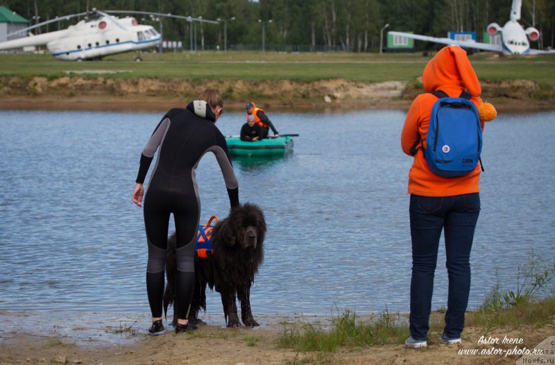 Фото: ньюфаундленд Dyurbahler Klab Al'faretta Vin'etta (Дюрбахлер Клаб Альфаретта Виньетта)