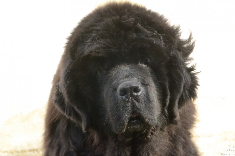 Фото: ньюфаундленд Super Premium Ameliya YEkshen (Супер Премиум Амелия Экшен)