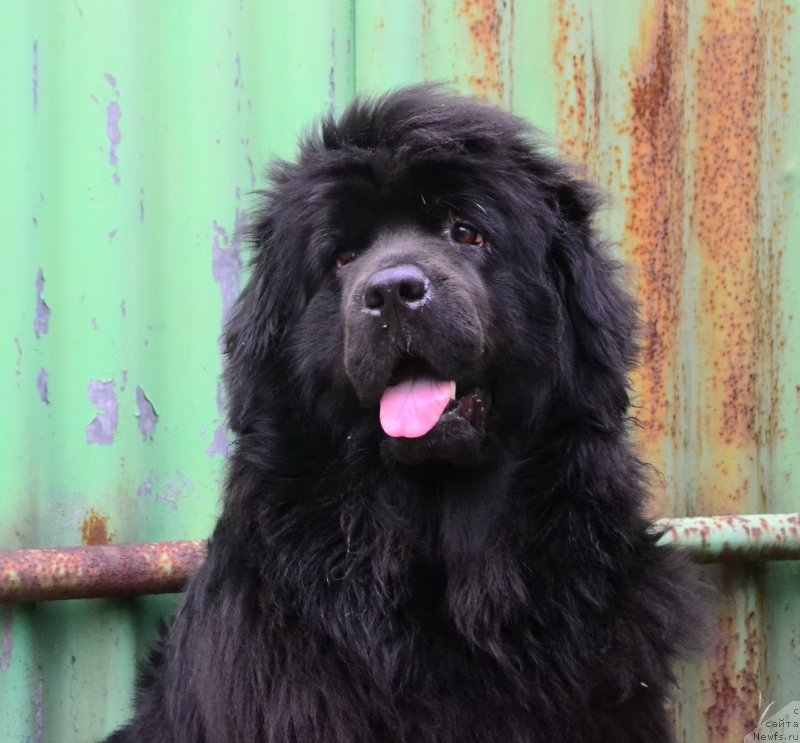 Фото: ньюфаундленд Talisman Morya Mishel' (Талисман Моря Мишель)