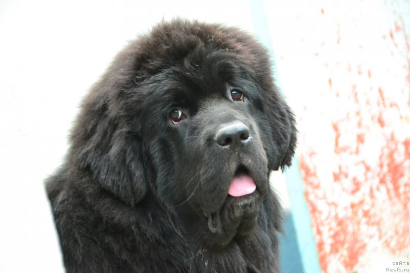 Фото: ньюфаундленд Talisman Morya La-Valetta (Талисман Моря Ла-Валетта)