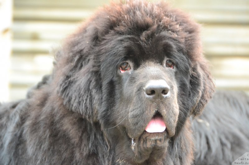 Фото: ньюфаундленд Talisman Morya La-Valetta (Талисман Моря Ла-Валетта)