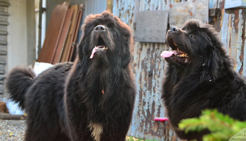 Фото: ньюфаундленд Talisman Morya La-Valetta (Талисман Моря Ла-Валетта), ньюфаундленд Talisman Morya Mishel' (Талисман Моря Мишель)