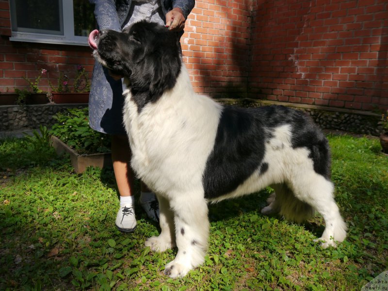 Фото: ньюфаундленд Kiss Princess Dreamblack