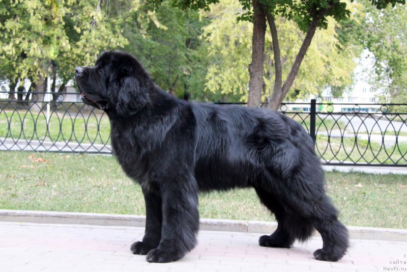 Фото: ньюфаундленд Akvian Song Lars Berger (Аквиан Сонг Ларс Бергер)