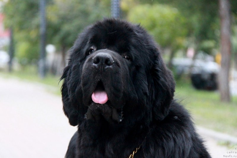 Фото: ньюфаундленд Akvian Song Lars Berger (Аквиан Сонг Ларс Бергер)