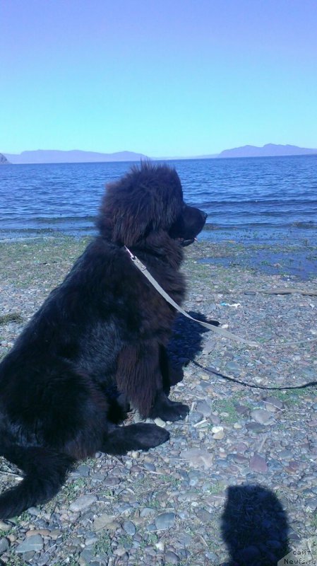 Фото: ньюфаундленд Jerar Moro Lerua (Жерар Моро Леруа)