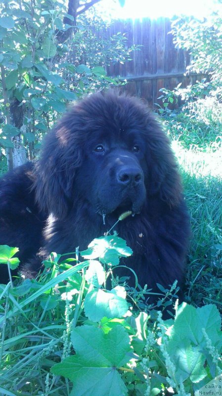 Фото: ньюфаундленд Jerar Moro Lerua (Жерар Моро Леруа)