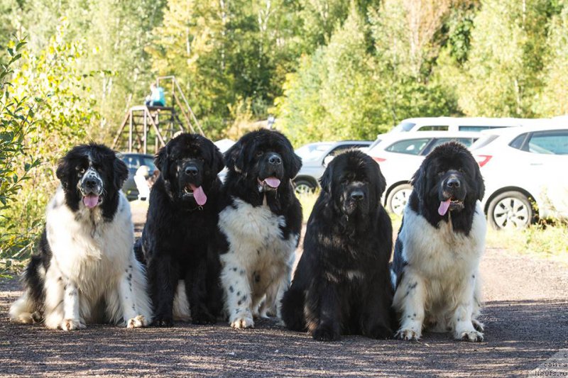 Фотография № 212997