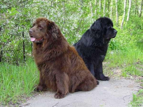 Фото: ньюфаундленд Obush SHed Tan Defis Tori (Обуш Шед Тан Дефис Тори)