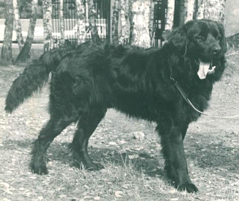 Фото: ньюфаундленд Kassiy Barri Frum (Кассий Барри Фрум)