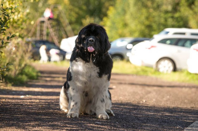 Фото: ньюфаундленд Eros Faundland