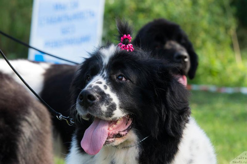 Фотография № 213004