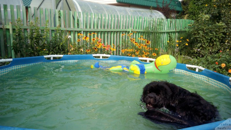 Фото: ньюфаундленд Belkonder-Klab YA Burbon (Белкондер-Клаб Я Бурбон)