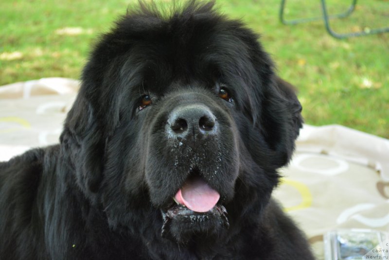 Фотография № 213006