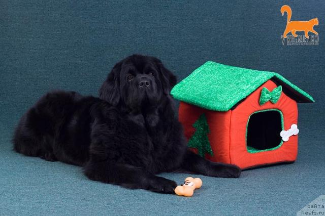 Фото: ньюфаундленд Ottava (Оттава)