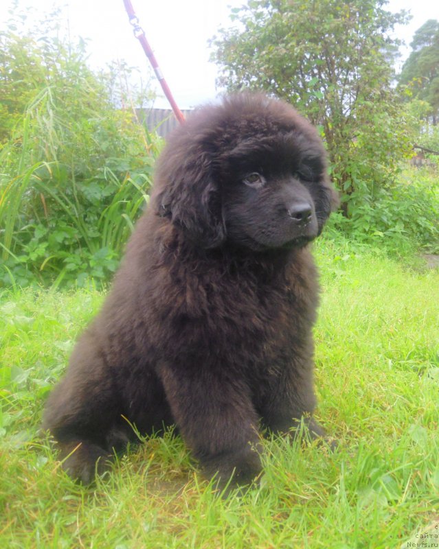 Фото: ньюфаундленд Al'fa Dar Oksa Detektor Schast'ya (Альфа Дар Окса Детектор Счастья)