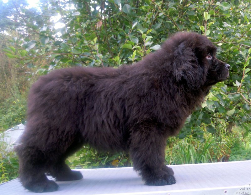 Фото: ньюфаундленд Al'fa Dar Oksa Detektor Schast'ya (Альфа Дар Окса Детектор Счастья)