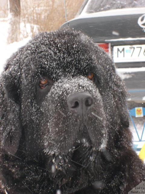 Фото: ньюфаундленд Ottava (Оттава)