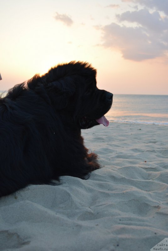 Фотография № 213020