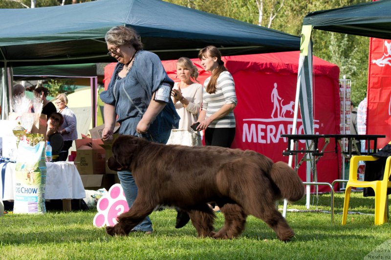 Фото: ньюфаундленд Aquatoriya Kelvin Heather Honey (Акватория Келвин Хизер Хани), Ekaterina Benken (Екатерина Бенкен)