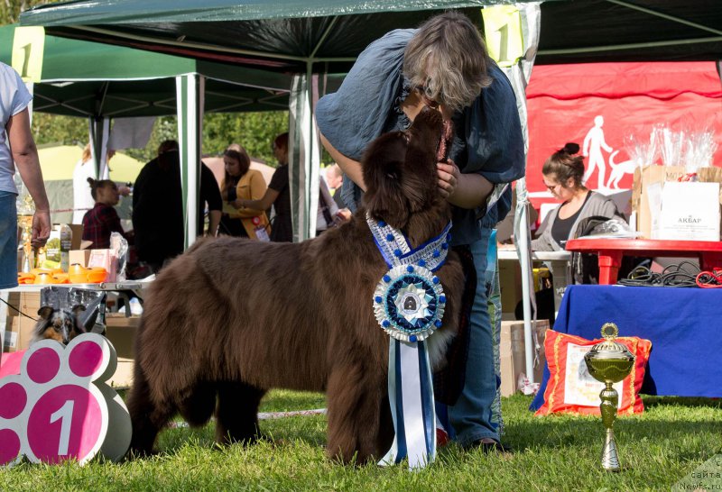 Фото: ньюфаундленд Aquatoriya Kelvin Heather Honey (Акватория Келвин Хизер Хани), Ekaterina Benken (Екатерина Бенкен)