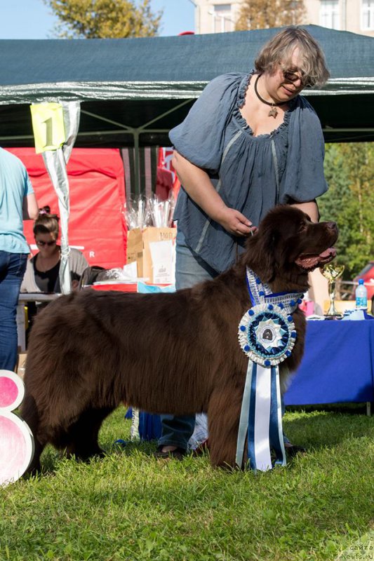 Фото: ньюфаундленд Aquatoriya Kelvin Heather Honey (Акватория Келвин Хизер Хани), Ekaterina Benken (Екатерина Бенкен)