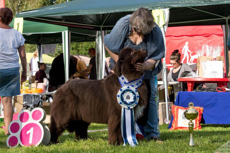 Фото: ньюфаундленд Aquatoriya Kelvin Heather Honey (Акватория Келвин Хизер Хани), Ekaterina Benken (Екатерина Бенкен)