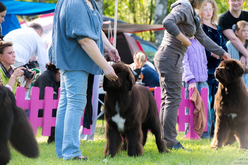 Фото: ньюфаундленд Funnewf Arktika (Фанньюф Арктика), ньюфаундленд Funnewf Atlantika (Фанньюф Атлантика), Ekaterina Benken (Екатерина Бенкен)