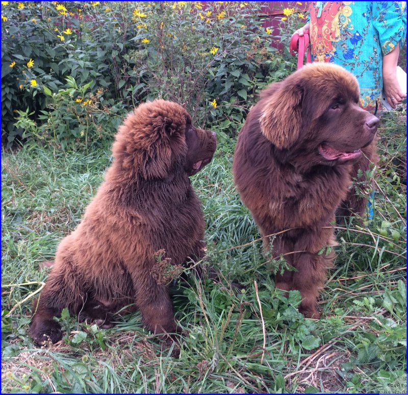 Фото: ньюфаундленд Brownblood MSK Veles Alister (Браунблад МСК Велес Алистер), ньюфаундленд Brownblood MSK Hakim Gold Haydar (Браунблад МСК Хаким Голд Хайдар)