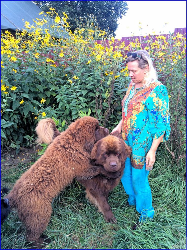 Фото: ньюфаундленд Brownblood MSK Veles Alister (Браунблад МСК Велес Алистер), ньюфаундленд Brownblood MSK Hakim Gold Haydar (Браунблад МСК Хаким Голд Хайдар)