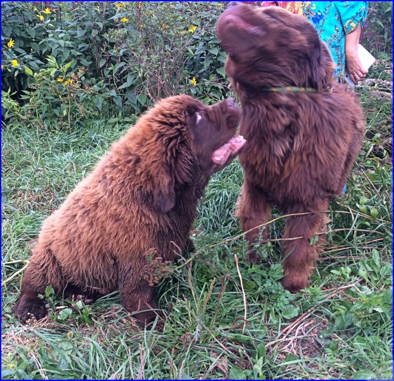 Фото: ньюфаундленд Brownblood MSK Veles Alister (Браунблад МСК Велес Алистер), ньюфаундленд Brownblood MSK Hakim Gold Haydar (Браунблад МСК Хаким Голд Хайдар)