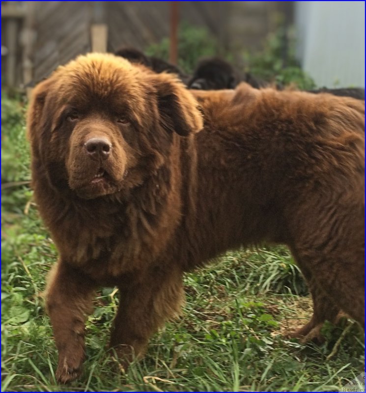 Фото: ньюфаундленд Brownblood MSK Hakim Gold Haydar (Браунблад МСК Хаким Голд Хайдар)