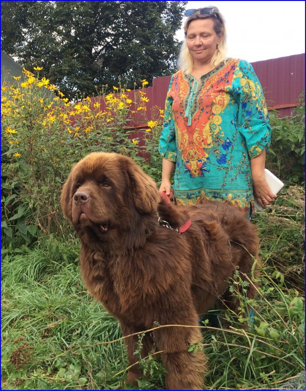 Фото: ньюфаундленд Brownblood MSK Hakim Gold Haydar (Браунблад МСК Хаким Голд Хайдар)