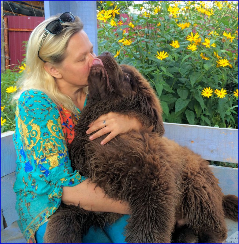 Фото: ньюфаундленд Brownblood MSK Veles Alister (Браунблад МСК Велес Алистер), Lena Zyirina (Лена Зырина)