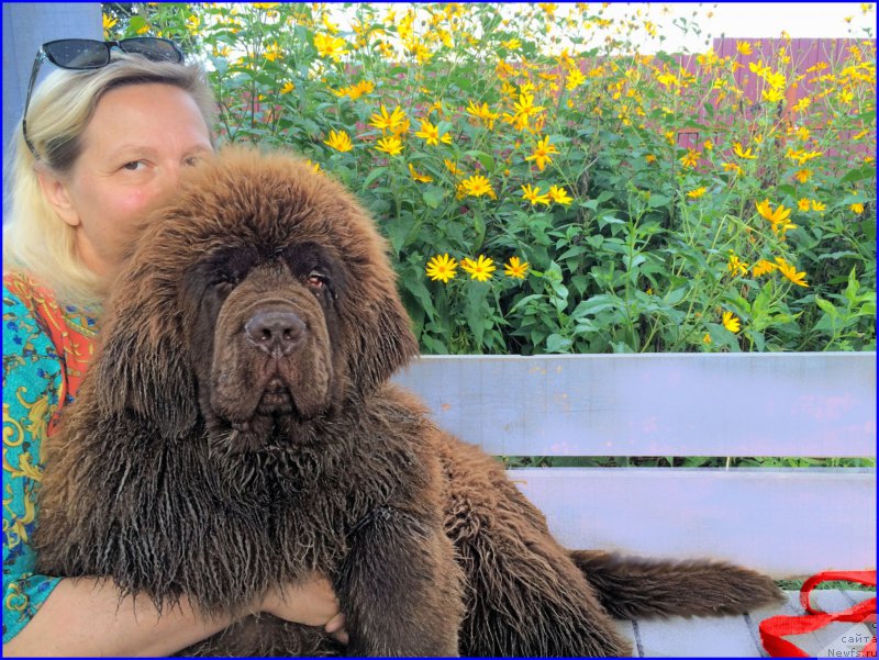 Фото: ньюфаундленд Brownblood MSK Veles Alister (Браунблад МСК Велес Алистер), Lena Zyirina (Лена Зырина)